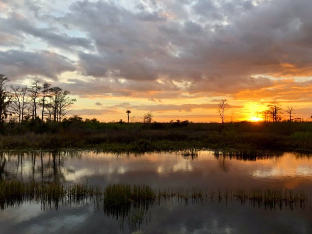 istock sunset in the swamps 913496438