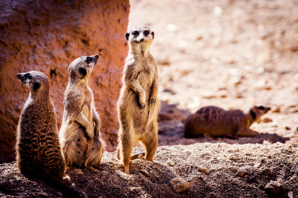 istock Group of upset meerkats 913496554
