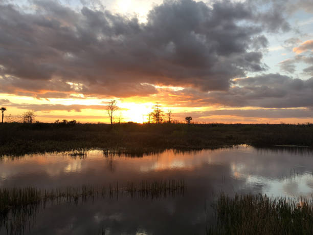 istock sunset in the swamps 913496676