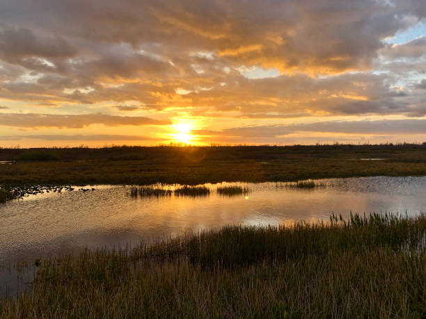 istock sunset in the swamps 913496716