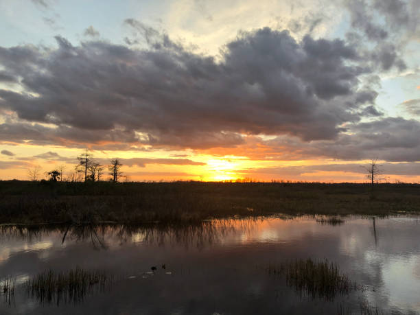 istock sunset in the swamps 913496740