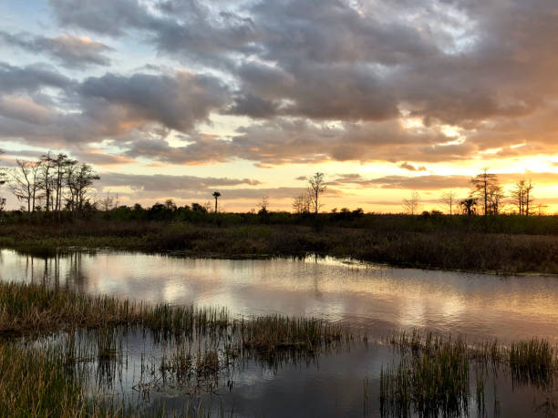 istock sunset in the swamps 913497238