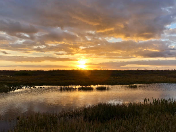 istock sunset in the swamps 913497420