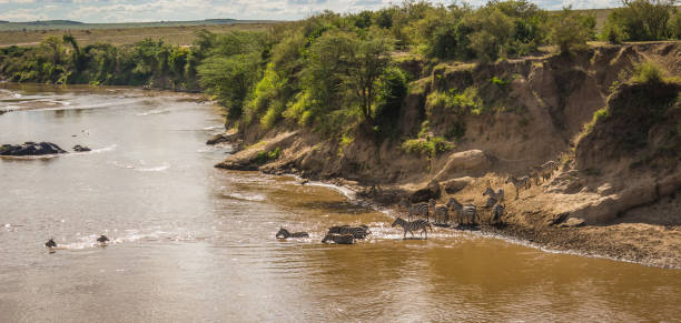istock Zebras and wildebeest during migration from Serengeti to Masai Mara 913497708