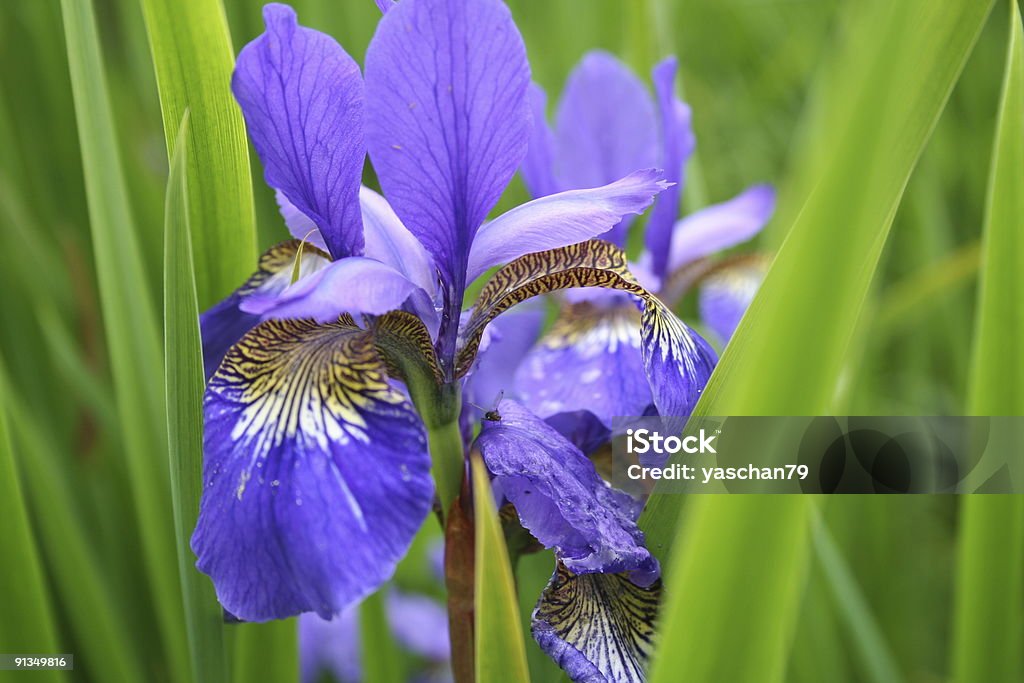 Iris flower 전체 이상증식 - 로열티 프리 0명 스톡 사진