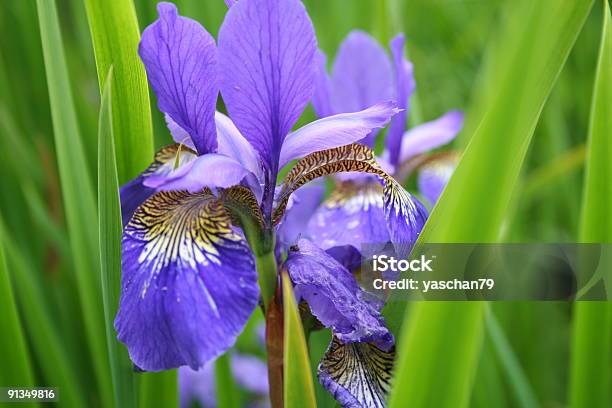 Iris Flower In Full Bloom — стоковые фотографии и другие картинки Без людей - Без людей, Горизонтальный, Ирис - растение