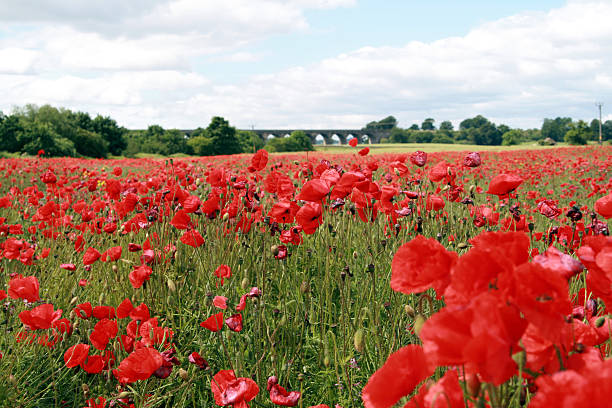 istock Field of poppies 91349829