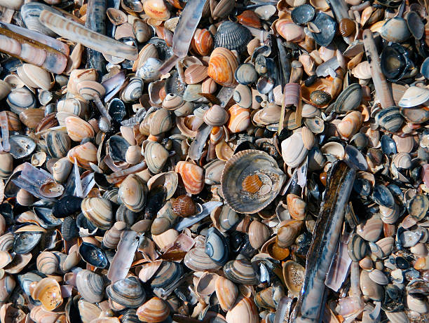 istock Bed Of Mussels 91349835
