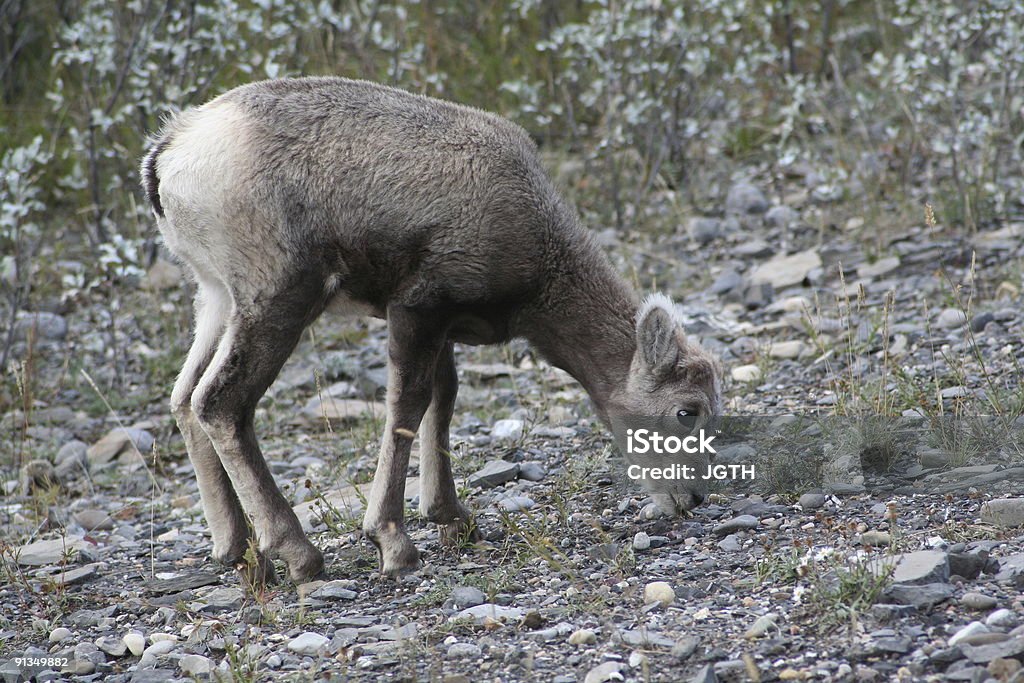 Baby Bighorn Sheep  Animal Stock Photo