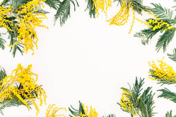 istock Floral pattern of mimosa on white background. Flat lay, top view. 913499928