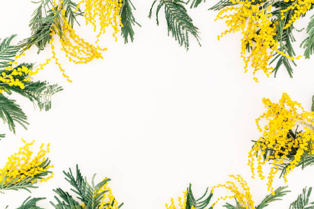 istock Round frame with yellow mimosa on white background. Flat lay, top view. 913499970