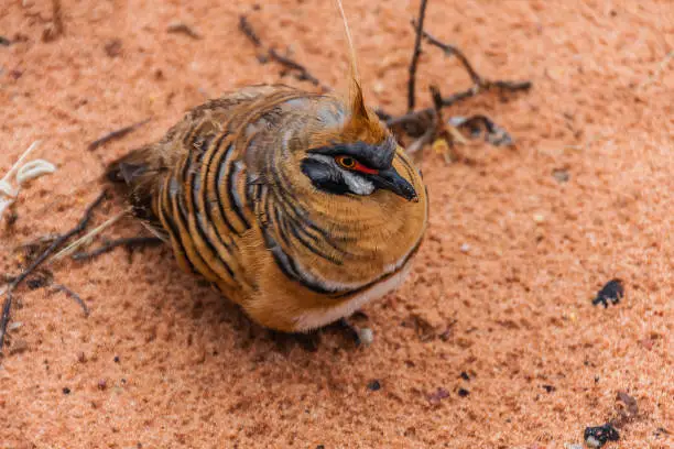 A common endemic bird species of Australia