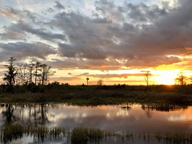 istock sunset in the swamps 913500128