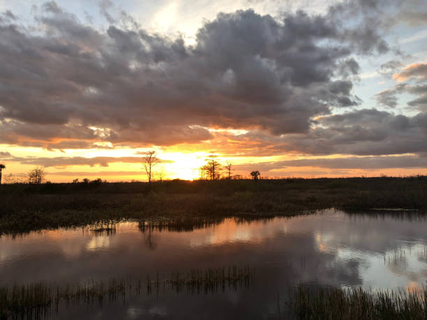 istock sunset in the swamps 913500258