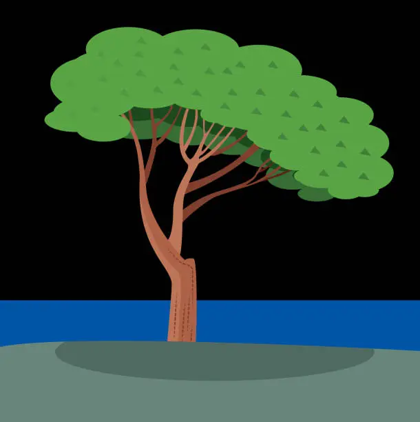Vector illustration of Italy Pine