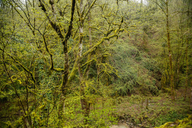 istock Moss draperies on trees in Gilan, North of Iran. 913504334