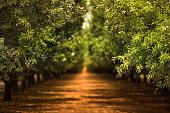 Almond orchard in the Salinas Valley of California USA