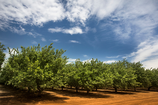 Almond trees cultivated in an orchard in the Salinas Valley, California USA