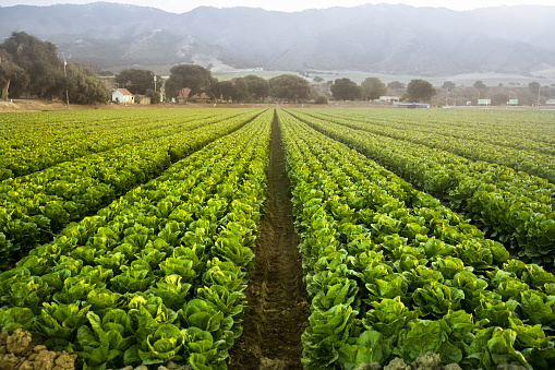 A green row of fresh crops grow on an agricultural farm field in the Salinas Valley, California USA
