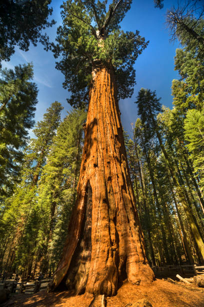 árboles gigantes en parque nacional sequoia, california usa - lumber industry timber tree redwood fotografías e imágenes de stock