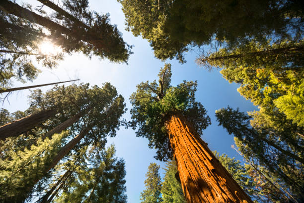 alberi giganti nel parco nazionale di sequoia california usa - lumber industry timber tree redwood foto e immagini stock