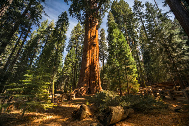 alberi giganti nel parco nazionale di sequoia california usa - lumber industry timber tree redwood foto e immagini stock