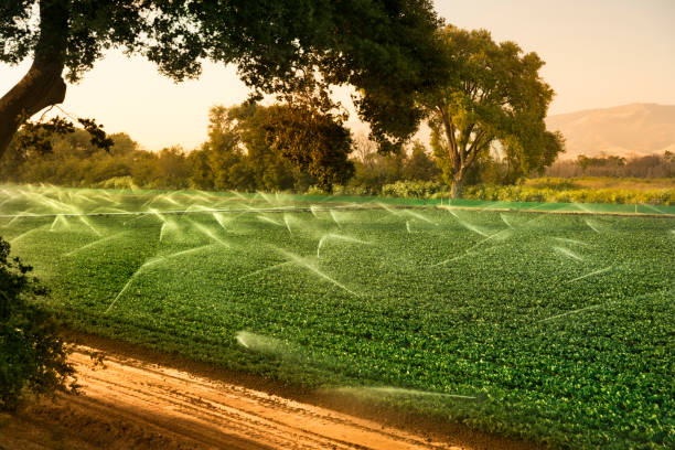 irrigation sprinkler watering crops on fertile farm land - watering place imagens e fotografias de stock