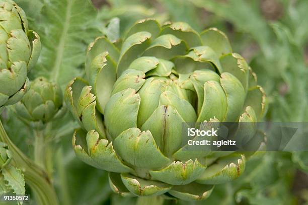 Alcachofa Cynara Scolymus Foto de stock y más banco de imágenes de Agricultura - Agricultura, Alcachofa, Alimento