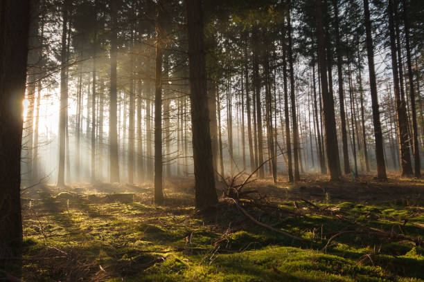 istock Early warm sun rays shine through a dark pine forest. 913507360