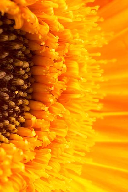 istock Closeup of a yellow gerber 91350752