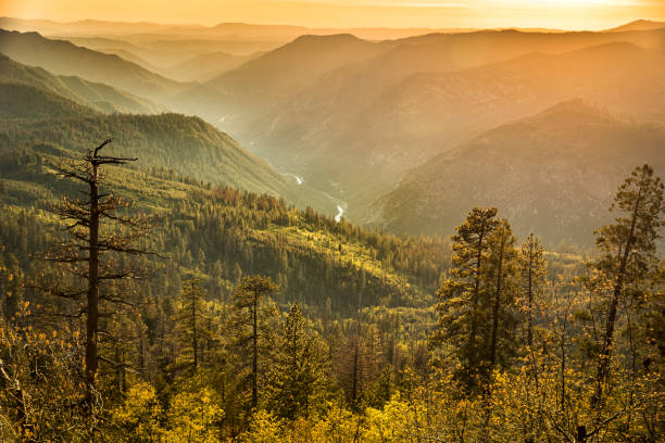 Mist rises on the Sierra Nevada Mountains California USA Trees and fog in the green forest of Stanislaus National Forest from Yosemite National Park stanislaus national forest stock pictures, royalty-free photos & images