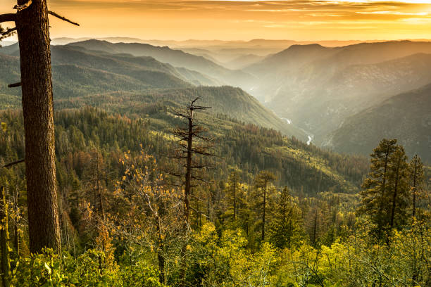 Mist rises on the Sierra Nevada Mountains California USA Trees and fog in the green forest of Stanislaus National Forest from Yosemite National Park stanislaus national forest stock pictures, royalty-free photos & images