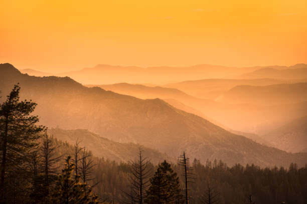 Mist rises on the Sierra Nevada Mountains California USA Trees and fog in the green forest of Stanislaus National Forest from Yosemite National Park stanislaus national forest stock pictures, royalty-free photos & images