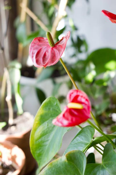 istock Red anthurium flowers on home 913507660
