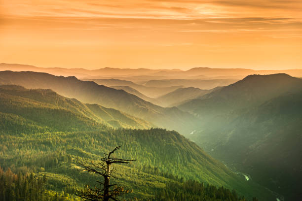 Mist rises on the Sierra Nevada Mountains California USA Trees and fog in the green forest of Stanislaus National Forest from Yosemite National Park stanislaus national forest stock pictures, royalty-free photos & images