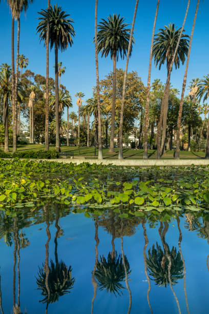 Palm trees reflect on the pond in California USA