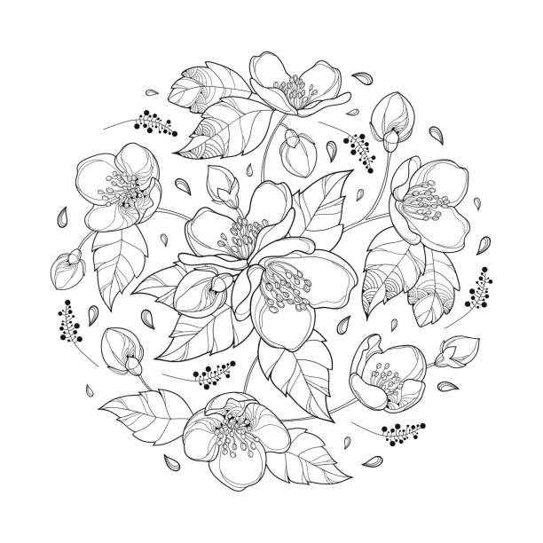 illustrazioni stock, clip art, cartoni animati e icone di tendenza di bouquet rotondo vettoriale con contorno mazzo di fiori di gelsomino, bocciolo e foglie ornate in nero isolato su sfondo bianco. - circle nature botany bud