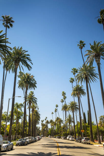 Tropical palm trees line the street in Hollywood California USA Sun shines through palm trees by the Sunset Strip in Los Angeles California USA sunset strip stock pictures, royalty-free photos & images