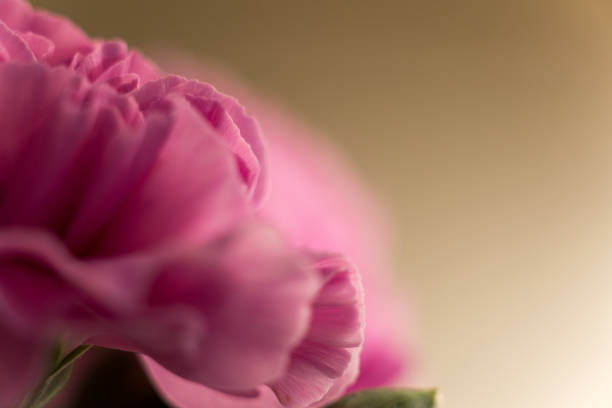 Pink Carnation Macro stock photo