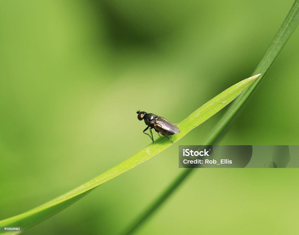Fly on green  Black Fly Stock Photo