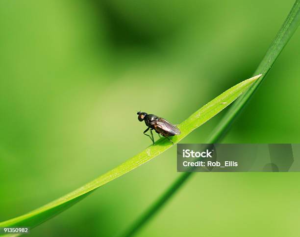 Fly On Green Stock Photo - Download Image Now - Black Fly, Animal Wing, British Culture