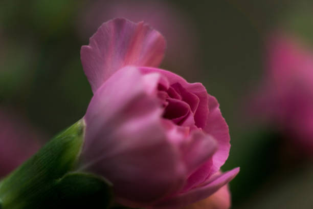 Pink Carnation Macro stock photo