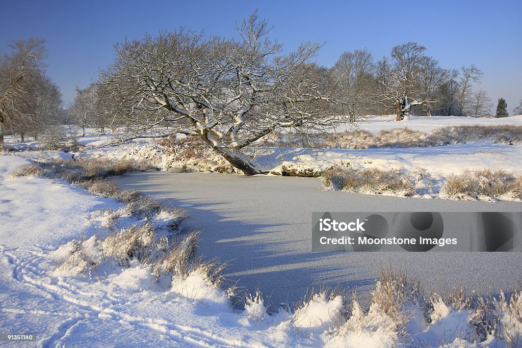 Knole Park nel Kent, Inghilterra sud-orientale - Foto stock royalty-free di Acqua