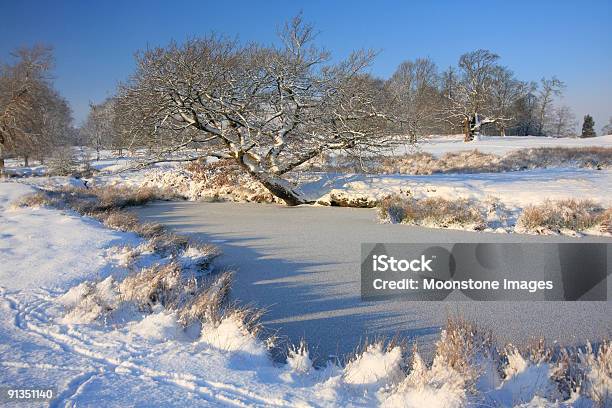 Knole Park Nel Kent Inghilterra Sudorientale - Fotografie stock e altre immagini di Acqua - Acqua, Albero, Ambientazione esterna