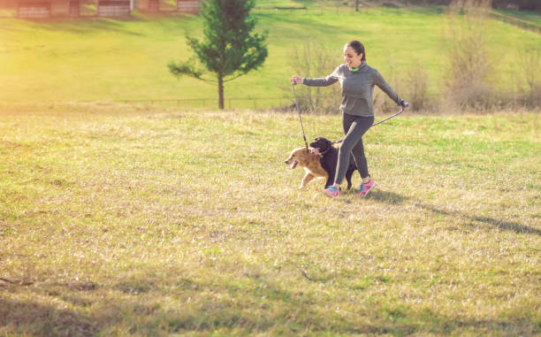 istock Dogs keep you happy and healthy 913511474