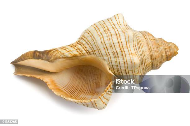 Conch Closeup Stock Photo - Download Image Now - Crustacean, Triton Trumpet  Shell, Animal - iStock
