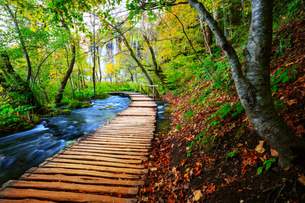 istock Boardwalk in the park Plitvice lakes 913514966