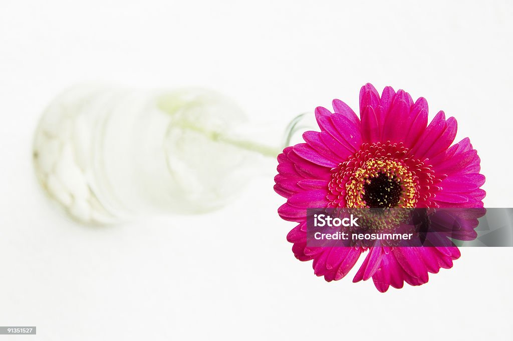 Gerbera Rossa - Foto stock royalty-free di Arredamento