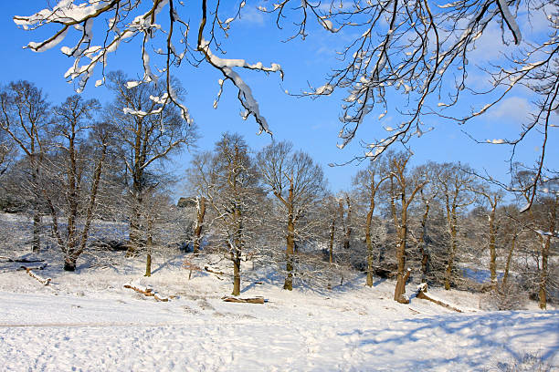 Knole Park in Sevenoaks, Kent, southeast England, after heavy snowfall