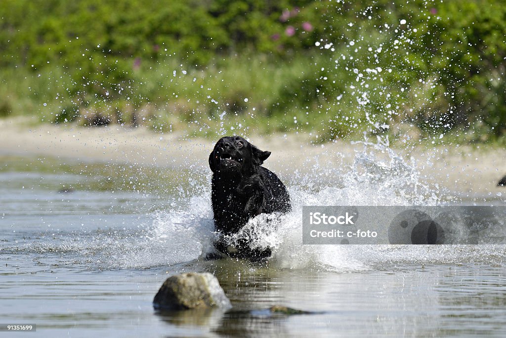 Chien noir courir dans l'eau - Photo de Aller chercher libre de droits